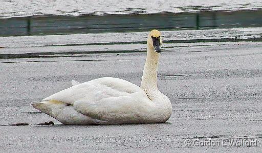 Swan On Ice_DSCF5788.jpg - Photographed along the Rideau Canal Waterway at Smiths Falls, Ontario, Canada.